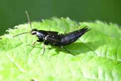 Devil's Coach-horse - Staphylinus olens - Clumber Park (64).