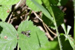 Digger Wasp - Argogorytes mystaceus - Clumber Park (64).