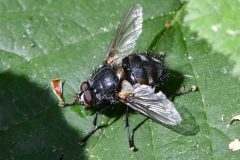 Drymela hamata - Clumber Park (64).