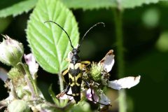 Longhorn Beetle - Rutpela maculata - Clumber Park (64).