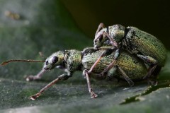 Phyllobius pomaceus - Clumber Park (64).