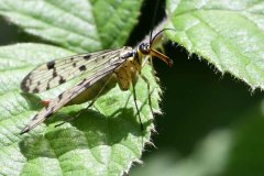 Scorpion Fly - Panorpa sp. - Clumber Park (64).