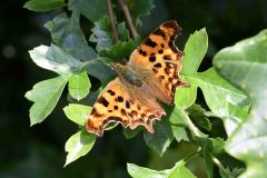 Comma - Polygonia c-album - Clumber Park (Hedgerow alongside track in 54).