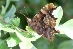 Comma - Polygonia c-album - Clumber Park (Hedgerow alongside track in 54).