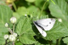 Small White - Pieris rapae - Clumber Park (Hedgerow alongside track in 54). 
