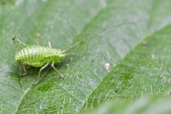 Speckled Bush Cricket (Leptophyes punctatissima) - Clumber Park (38A edge of lake).