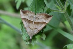 Moth (?) - Danes Hill NR