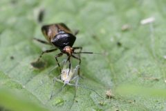 Deraeocoris flavilinea (with prey) - Danes Hill NR.