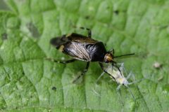 Deraeocoris flavilinea (with prey) - Danes Hill NR.