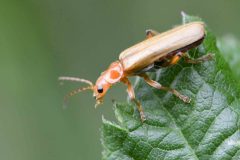 Glow worm - Lampytris noctiluca - Danes Hill NR. 
