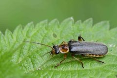 Glow worm - Lampytris noctiluca - Danes Hill NR