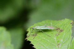 Mediterranean Tamarisk Plant Bug - Tuponia hippophaes - Danes Hill NR.