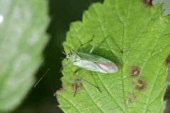 Mediterranean Tamarisk Plant Bug - Tuponia hippophaes - Danes Hill NR. 