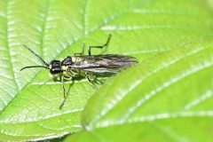 Sawfly - Tenthredo mesomela  - Danes Hill NR.