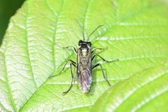 Sawfly - Tenthredo mesomela  - Danes Hill NR.
