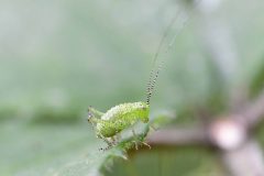 Speckled bush-cricket - Leptophyes punctatissima - Danes Hill NR.