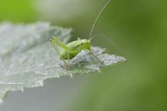 Speckled bush-cricket - Leptophyes punctatissima - Danes Hill NR. 