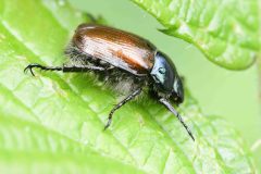 Cockchafer - Melolontha melolontha,  NT Clumber Park