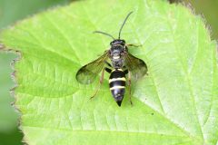 Digger Wasp - Argogorytes mystaceus,   - NT Clumber Park.