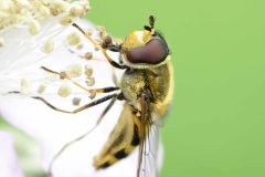 Syrphus ribesii - NT Clumber Park