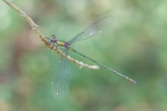Willow Emerald, Chalcolestes viridis - Austerfield Nature Reserve. 