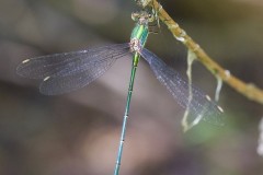 Willow Emerald, Chalcolestes viridis - Austerfield Nature Reserve. 