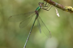 Willow Emerald, Chalcolestes viridis - Austerfield Nature Reserve. 