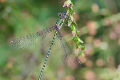 Willow Emerald, Chalcolestes viridis - Austerfield Nature Reserve. 