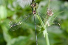 Willow Emerald, Chalcolestes viridis - Austerfield Nature Reserve. 