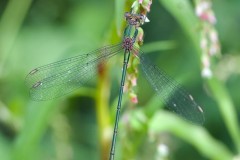 Willow Emerald, Chalcolestes viridis - Austerfield Nature Reserve.