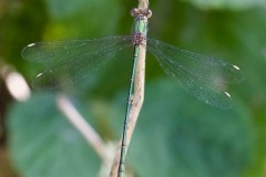 Willow Emerald, Chalcolestes viridis - Austerfield Nature Reserve. 