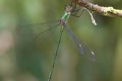 Willow Emerald, Chalcolestes viridis - Austerfield Nature Reserve. 