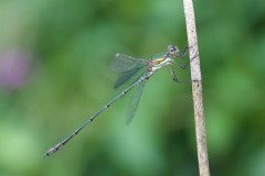 Willow Emerald, Chalcolestes viridis - Austerfield Nature Reserve.