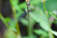Willow Emerald, Chalcolestes viridis - Austerfield Nature Reserve.