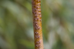 Willow Emerald egg-laying on Willow branches, Austerfiel Nature Reserve.