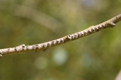 Willow Emerald egg-laying on Willow branches, Austerfiel Nature Reserve. 
