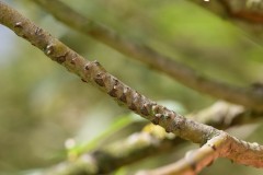 Willow Emerald egg-laying on Willow branches, Austerfiel Nature Reserve. 