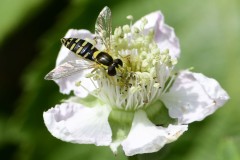Hoverfly - John Scott's Farm.