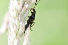 Unknown Longhorn Beetle - John Scott's Farm.