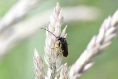 Unknown Longhorn Beetle - John Scott's Farm.