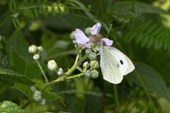 Large White - Pieris brassiae, John Scott's Farm.