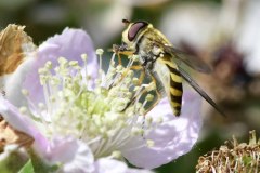 Syrphus sp., John Scott's Farm. 