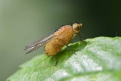 Tricholauxania praeuta - John Scott's Farm