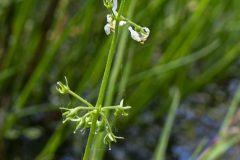 Water Violet - Hottonia palustris, John Scott's Farm. 