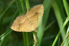 Yellow Shell - Camptogramma bilineata , John Scott's Farm. 