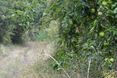 Apple tree pathside - Park Farm, Conisbro'. 