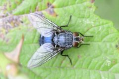 Blue Bottle - Calliphora vicina - Park Farm, Conisbro'. 