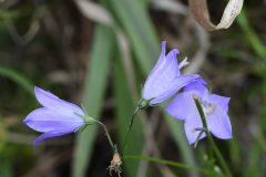 Campanulaceae sp.  - Park Farm, Conisbro'.