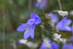 Campanulaceae sp.  - Park Farm, Conisbro'.