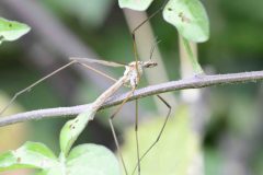 Crane Fly - Tipula oleracea  - Park Farm, Conisbro'.